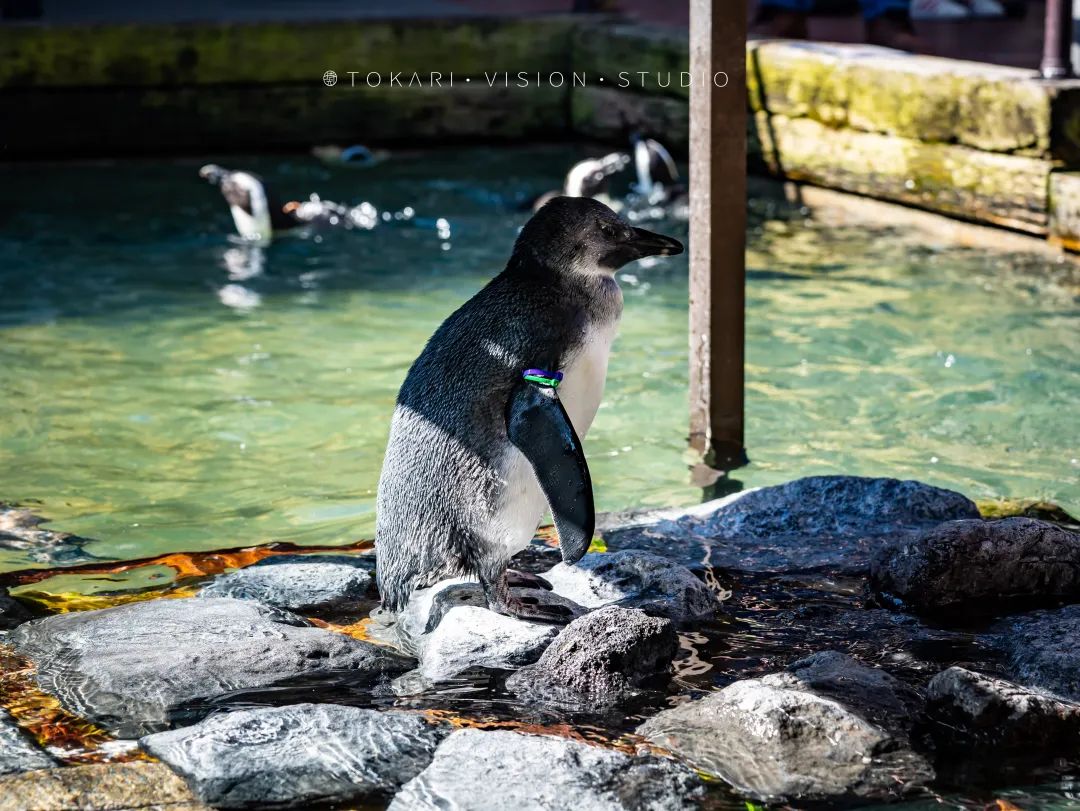 日本静冈市旅游,日本打卡景点小众静冈
