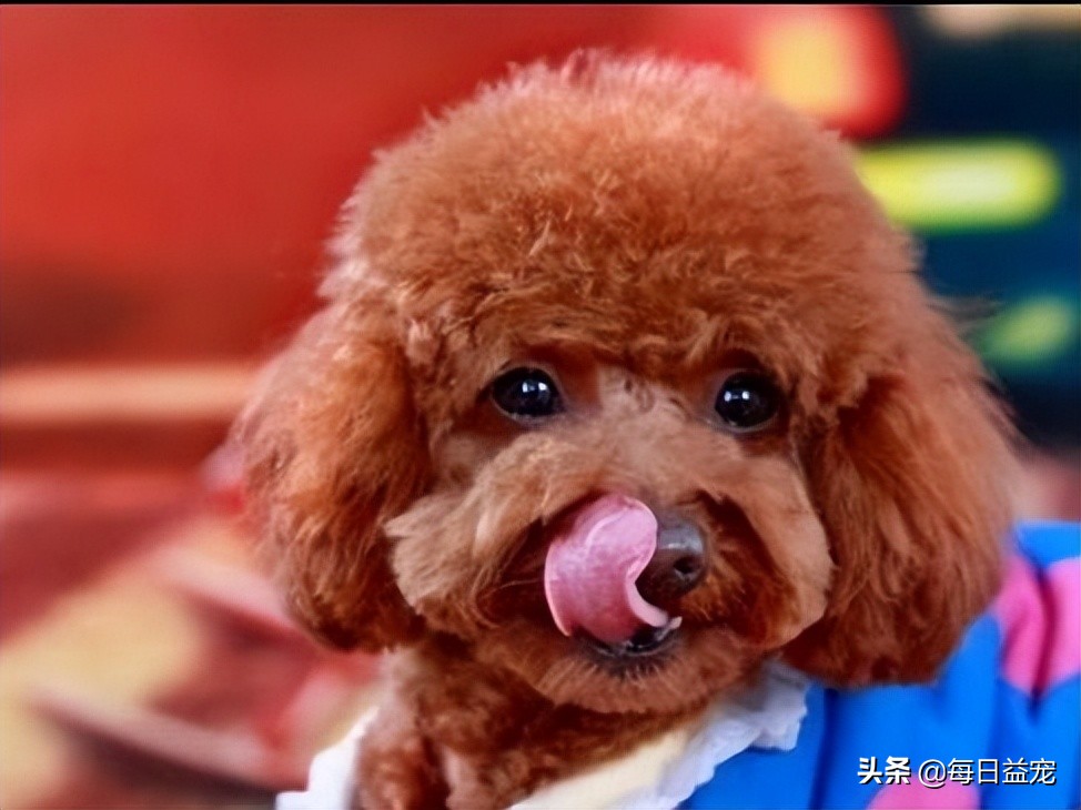 泰迪犬舔人脸是什么意思呀,泰迪犬十大心机