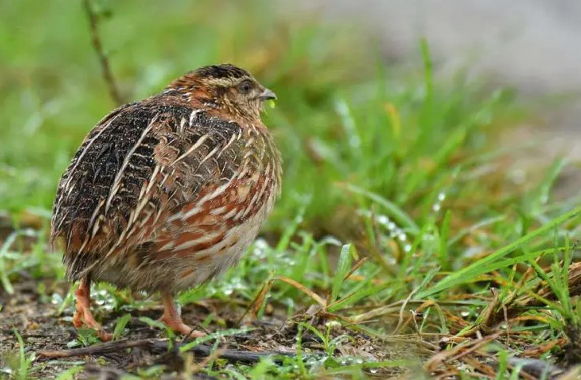 鹌鹑，一种活得比蜜蜂还累的动物
