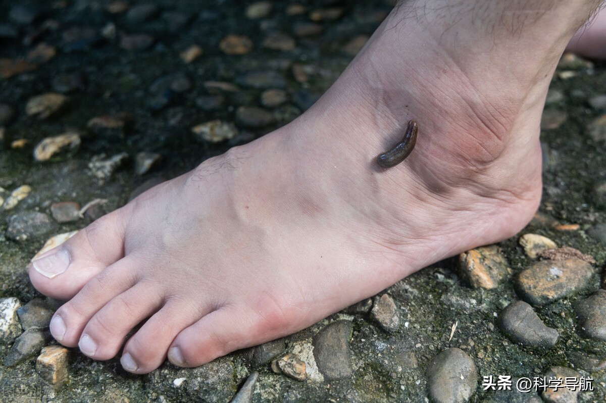 水蛭不小心放到酒精里面就怎么样,水蛭被人吃进肚子里它能活多久