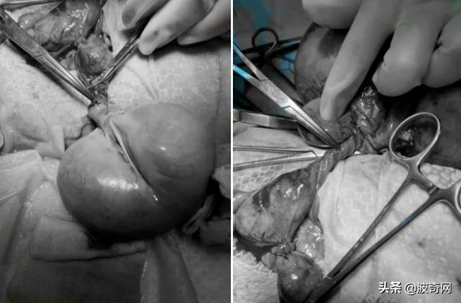 黑心狗厂,黑心宠物繁殖工厂