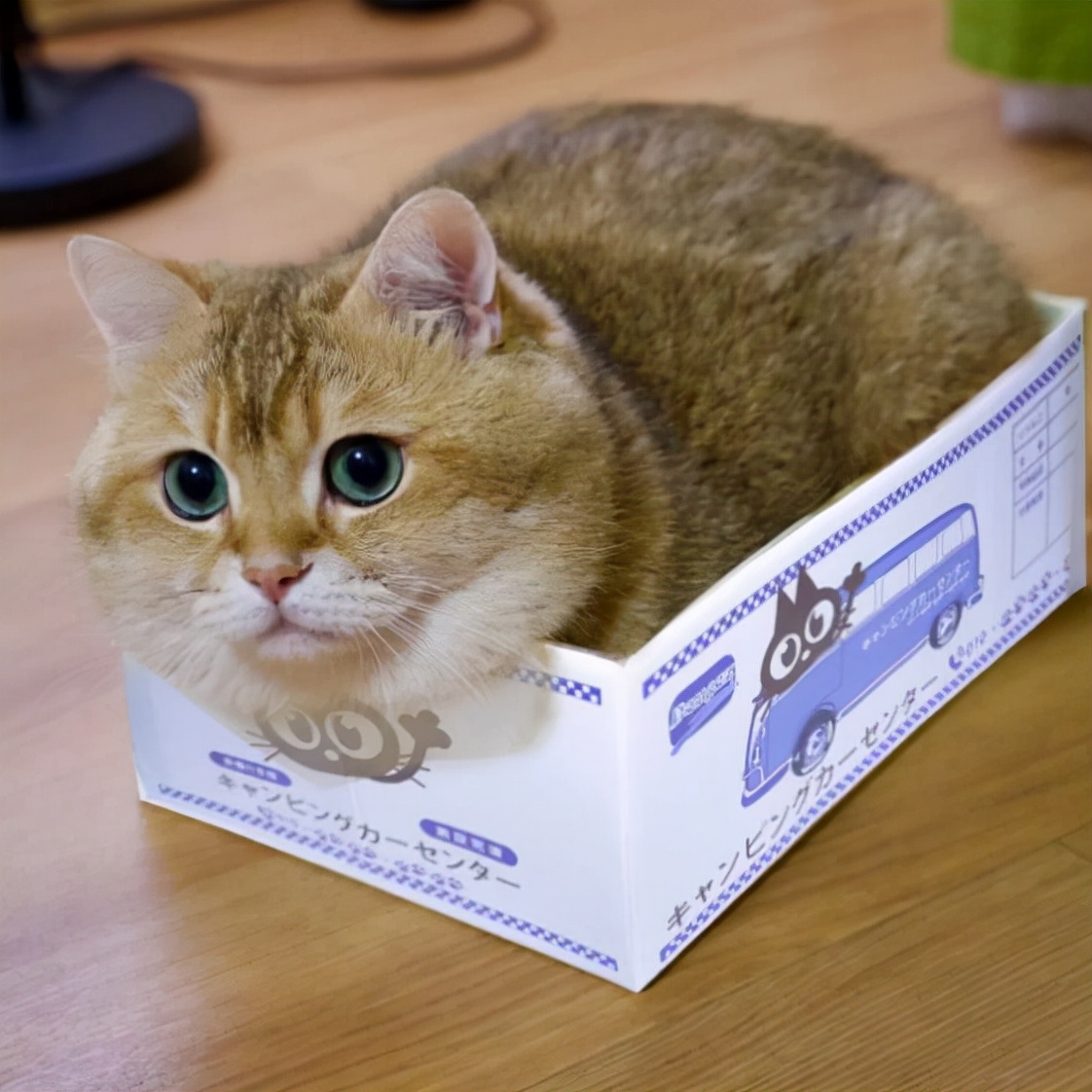 猫咪为什么喜欢待在纸箱,为什么猫咪沉迷吃手