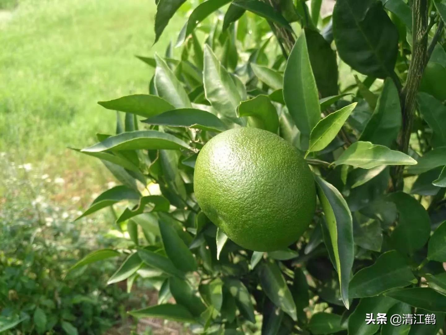 果皮光亮打什么药？多元素协同改善养分需求，才能真正净果靓果