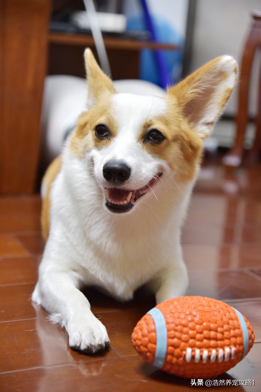 犬瘟热症状是什么能治愈吗,犬瘟热是什么症状发作有救吗