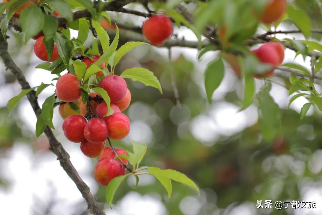 宁都是个好地方完整版,宁都是个好地方是谁说的