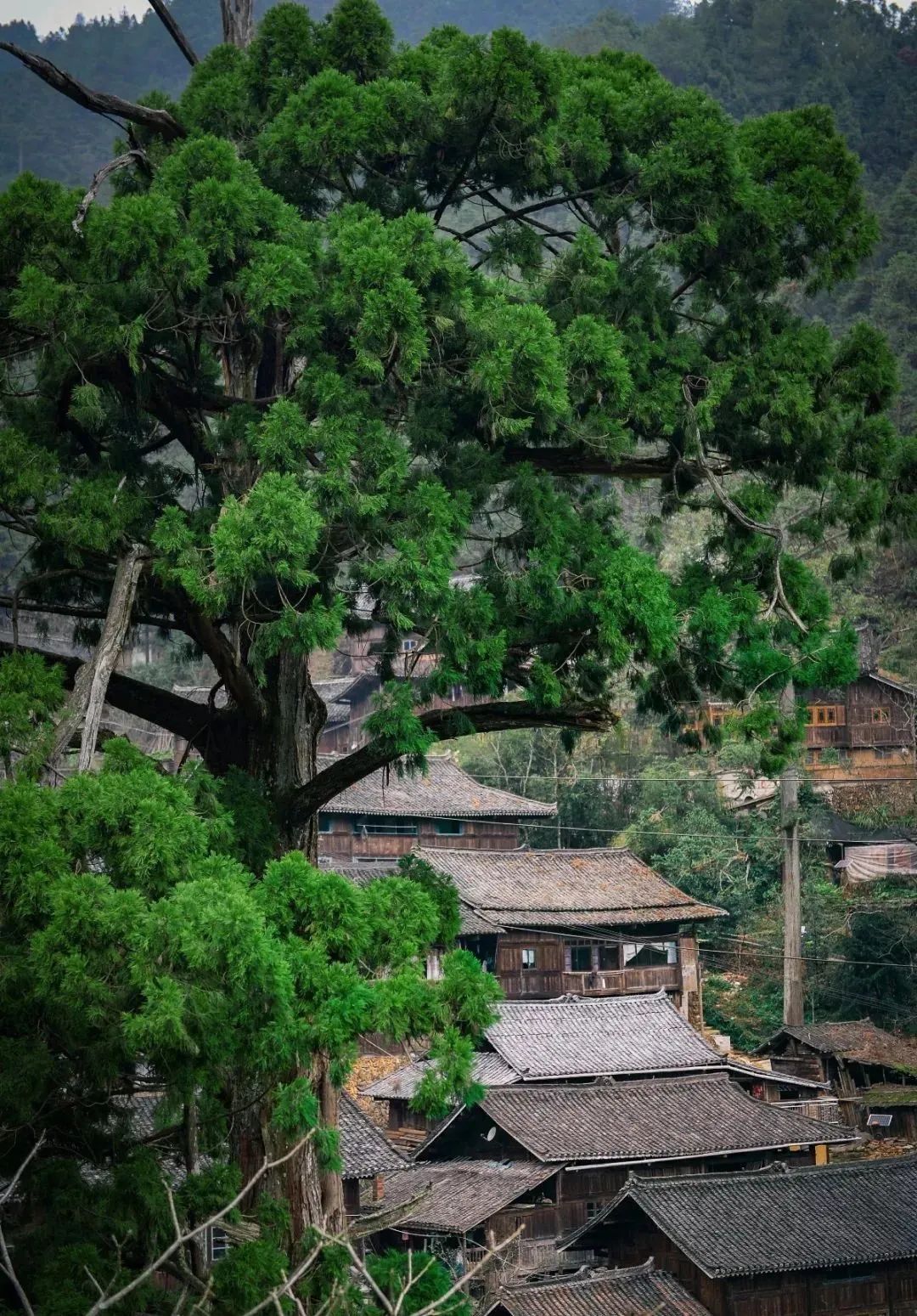 巫蛊探秘苗疆蛊术,苗疆蛊术都有什么蛊