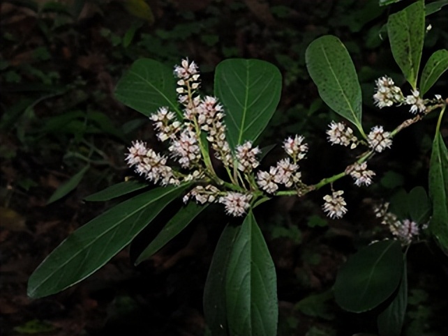 最厉害植物名称大全,5种类型植物名称