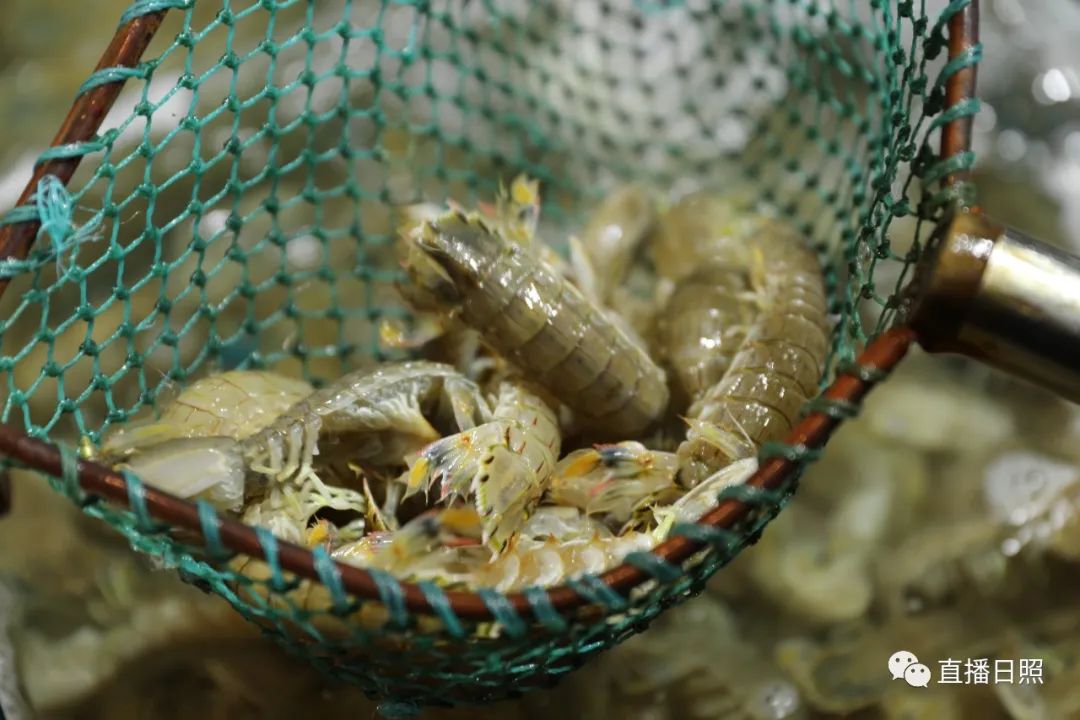 封海倒计时威海海鲜涨价了吗,封海前后海鲜价格对比