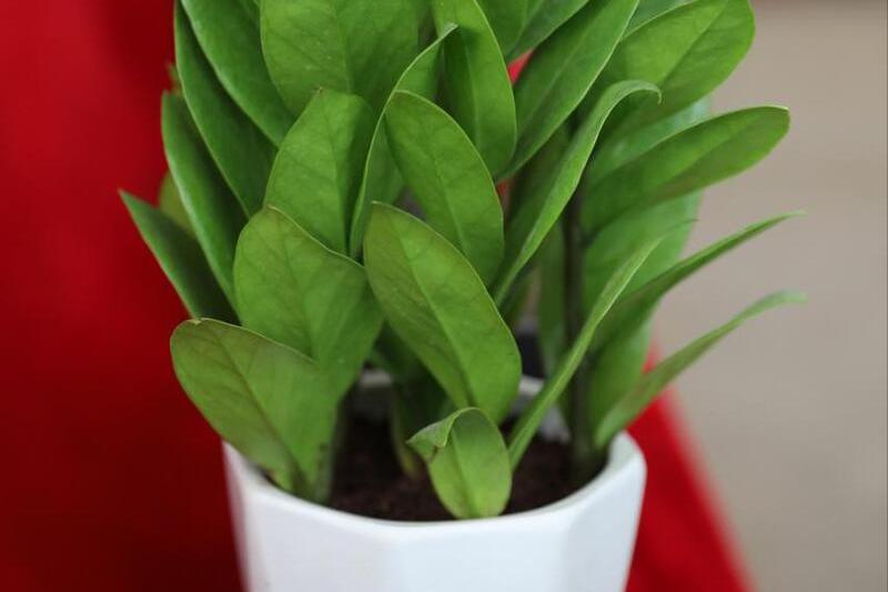 净化空气的室内植物哪些好,适合室内空气净化的植物