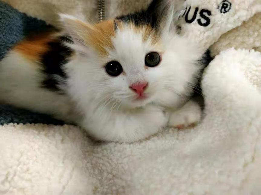 北中医猫,北中医校园