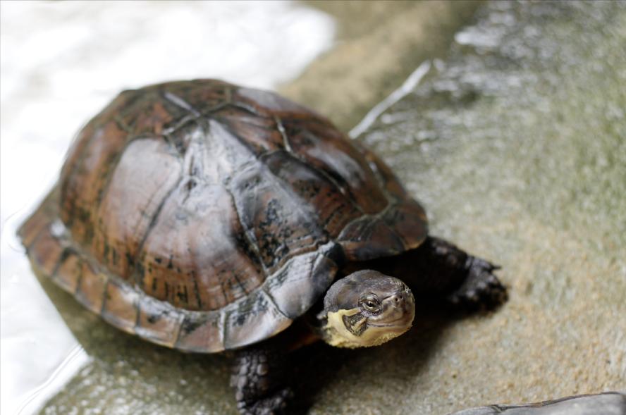 金钱龟、石龟价格下跌的原因：变异、杂交与市场追求新品种的影响