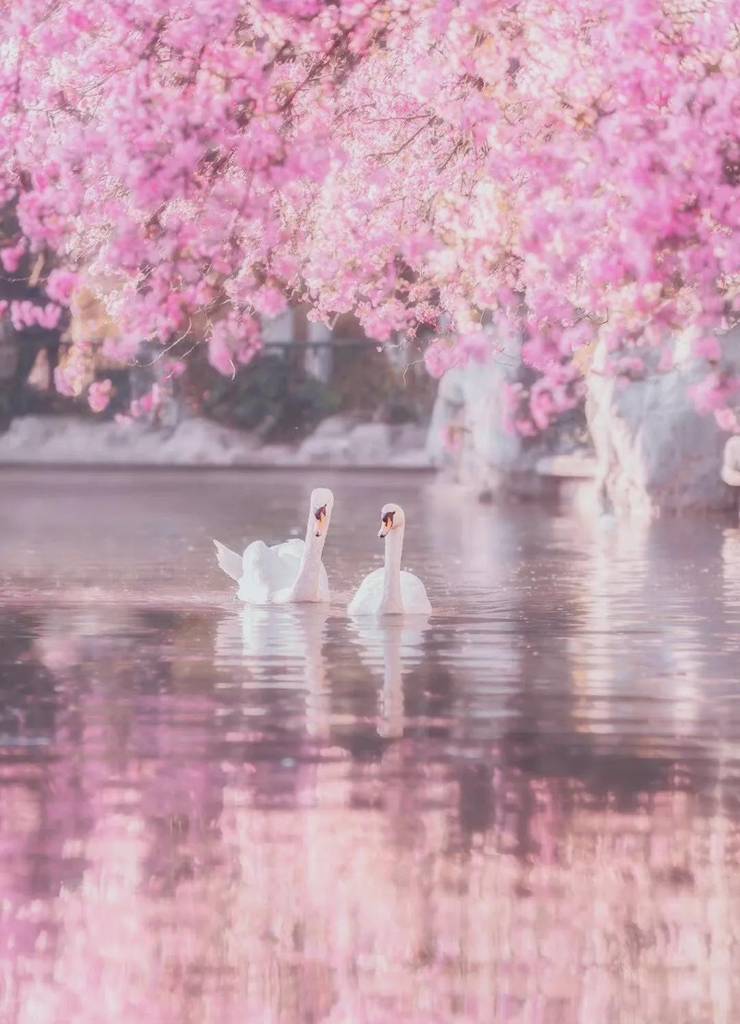 关于春水的诗句古诗大全,桃花春水梨园秋月