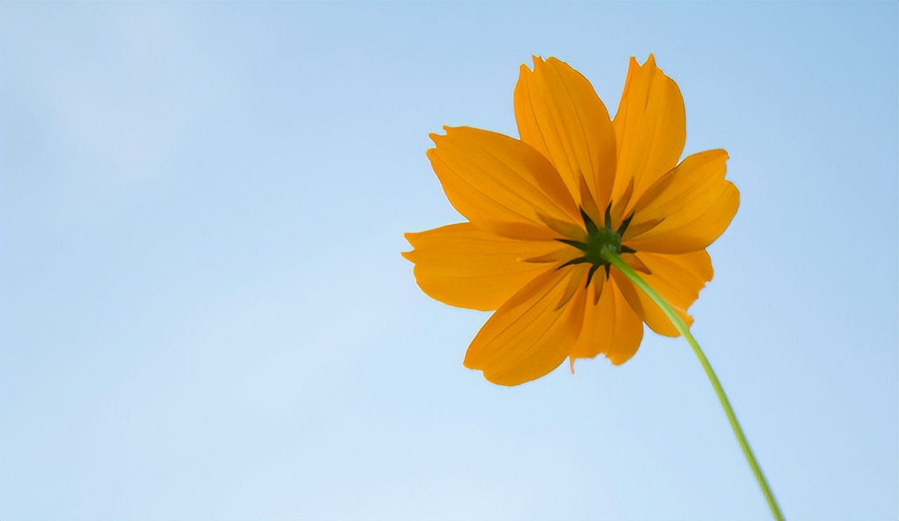 如果有一天表白了你会怎么样,如果有一天有一个男孩跟你表白