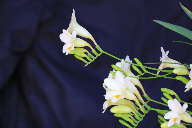 百合花花语大全唯美诗句,赞美百合花诗句经典名句