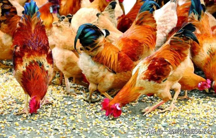 农村养鸡怎么配料,喂什么药能让鸡冠红毛发亮