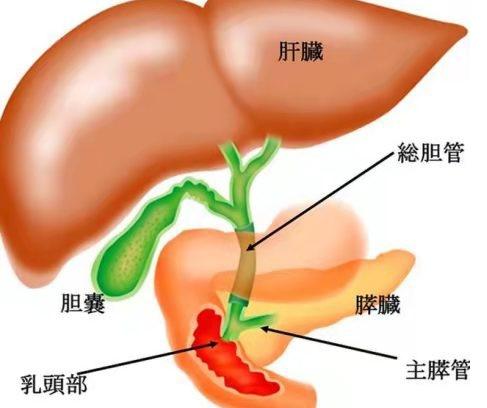 狗狗得胆囊炎的症状表现有哪些,狗胆囊炎可以切除吗