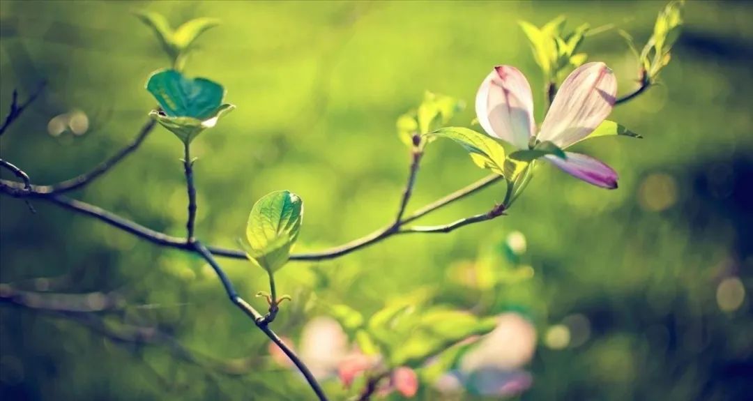 阳光明媚的早晨加一点凉意的句子,早上阳光明媚的句子简短