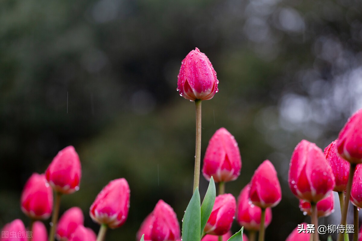 如何拍郁金香才有意境,郁金香拍照姿势怎么拍好看