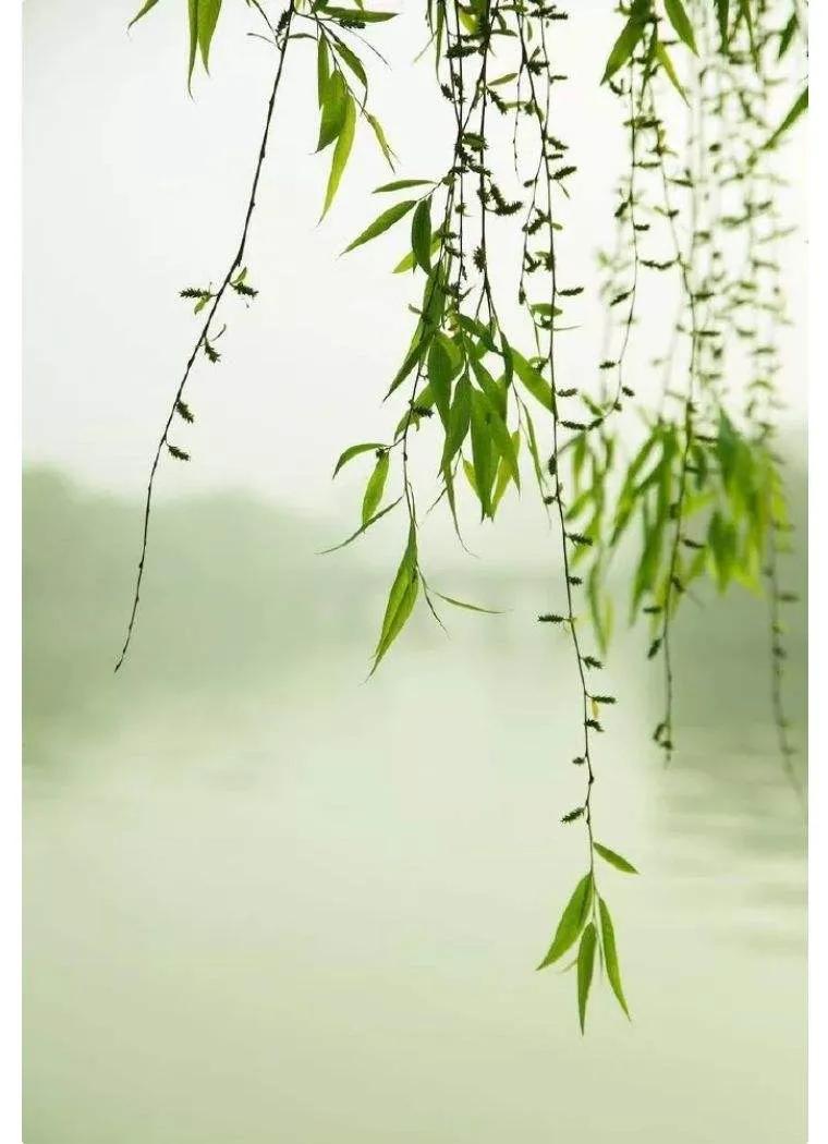 咏柳古诗杨柳,山村咏柳诗