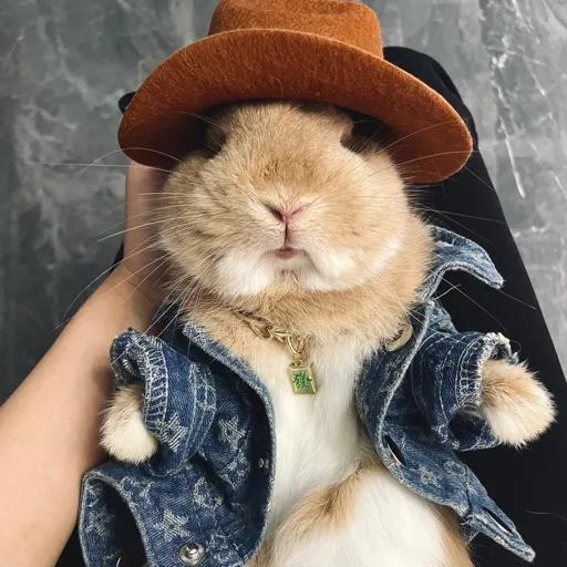 在网上买宠物兔全过程,网上购买宠物兔兔的饲养方式