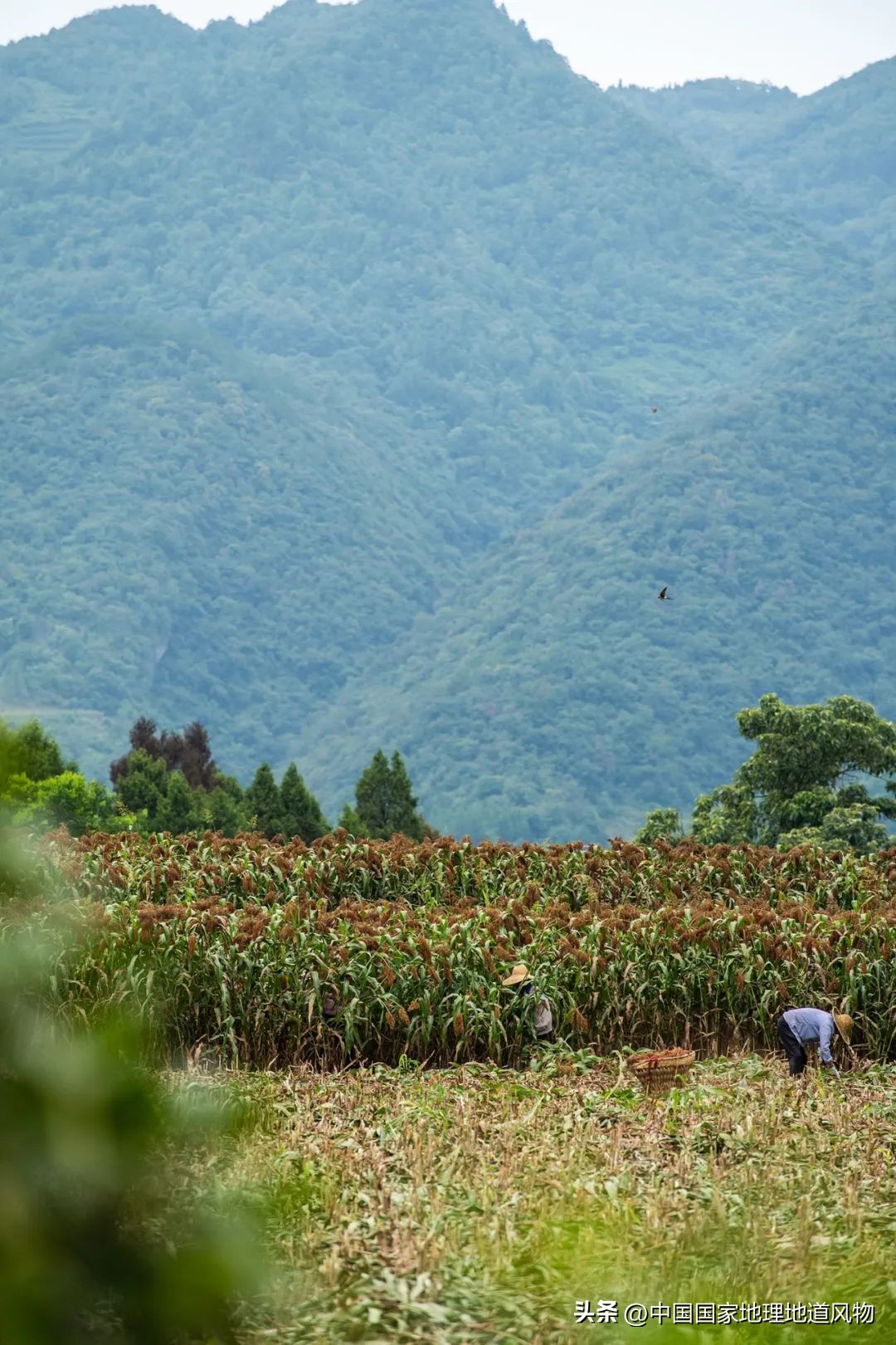 茅台酒的味道是香精调出来的吗,茅台酒的酱香是什么酱