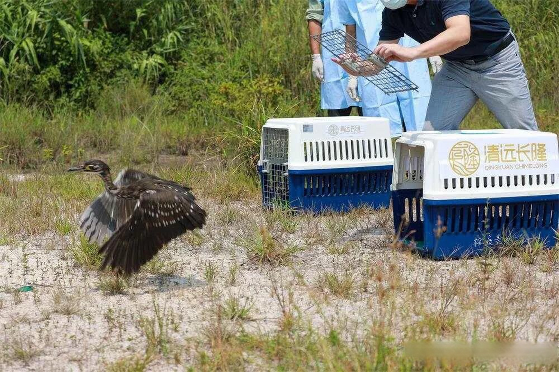 杭州钓鱼男子救人,广东男子在河边救下一只怪鸟