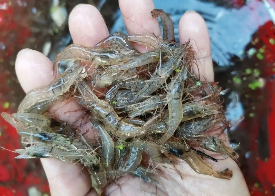 现在野钓鲤鱼用什么饵最好,野钓鲤鱼用什么饵好钓现在