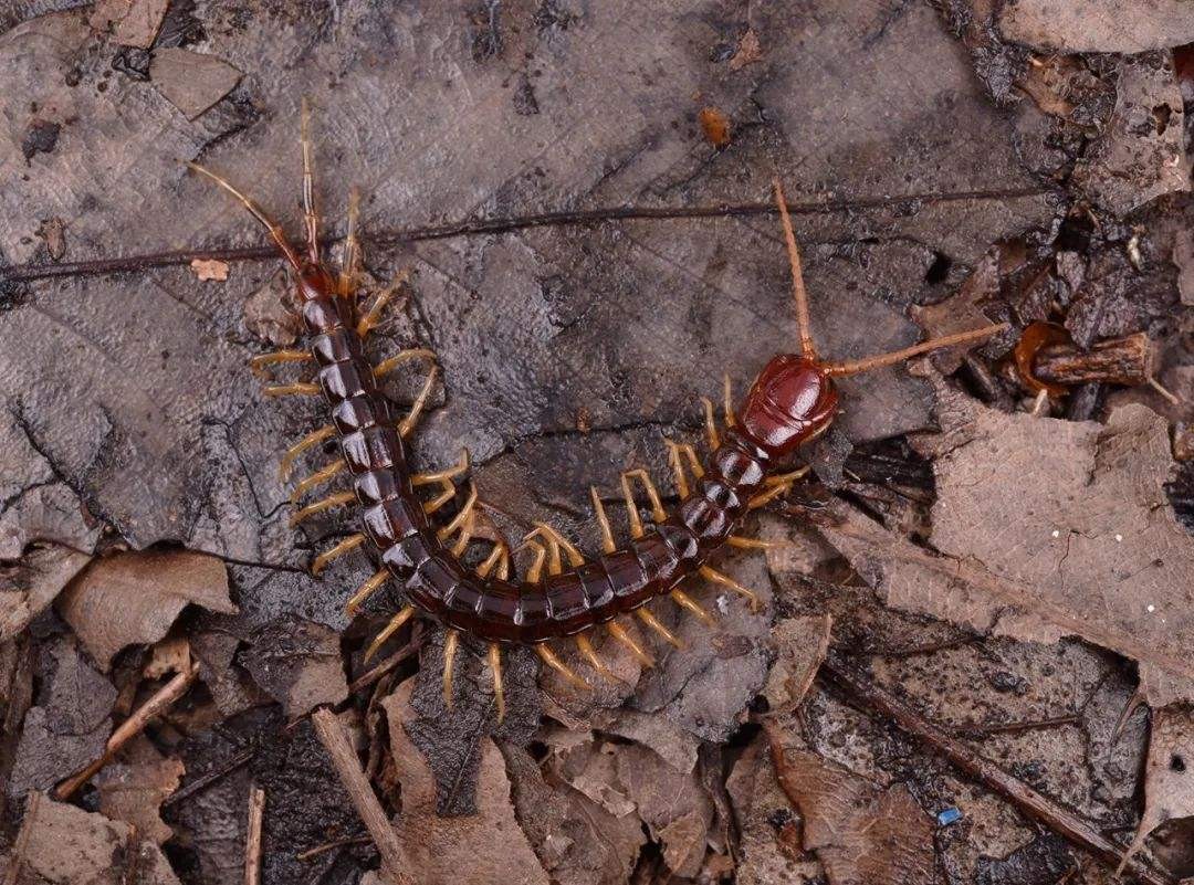 蜈蚣毒性与蜈蚣大小有关系吗,蜈蚣毒性与蜈蚣大小有关吗