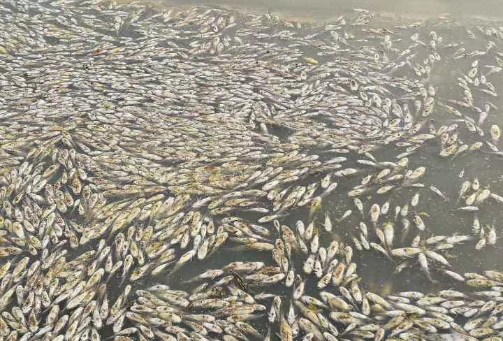 活鱼死亡怎么处理,鱼突然大量死亡肚子破裂