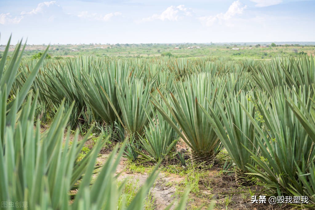 湛江哪里的鱼多,湛江章鱼属什么品种