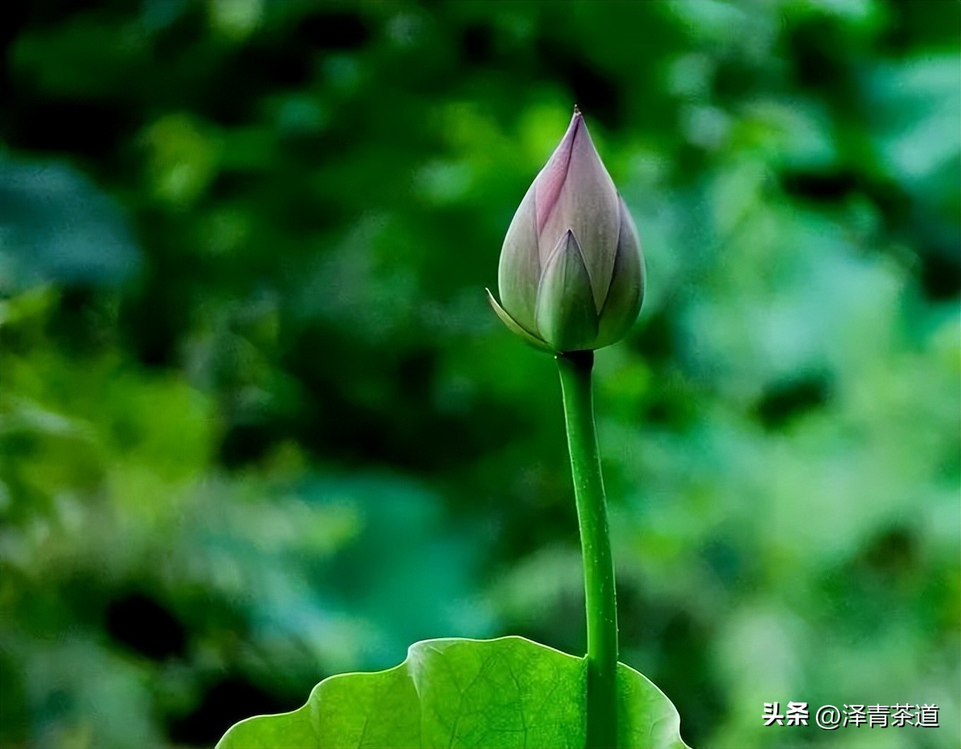 夏至蝉始鸣半夏生全文,夏至蝉始鸣半夏生什么意思