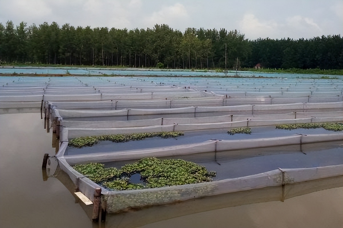 水蛭龙虾自繁自养,自繁自养水蛭