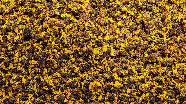 徽州昆仑雪菊,新疆西域昆仑雪菊