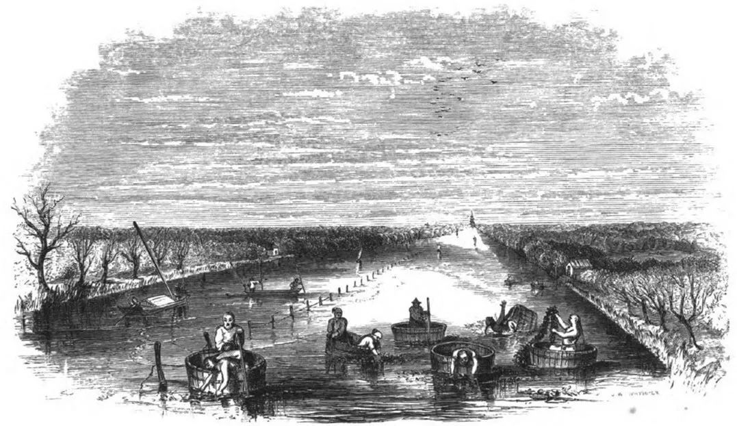 痛心的技术泄密：英国*子骗**偷走安徽两种树苗，让清朝损失百亿纹银