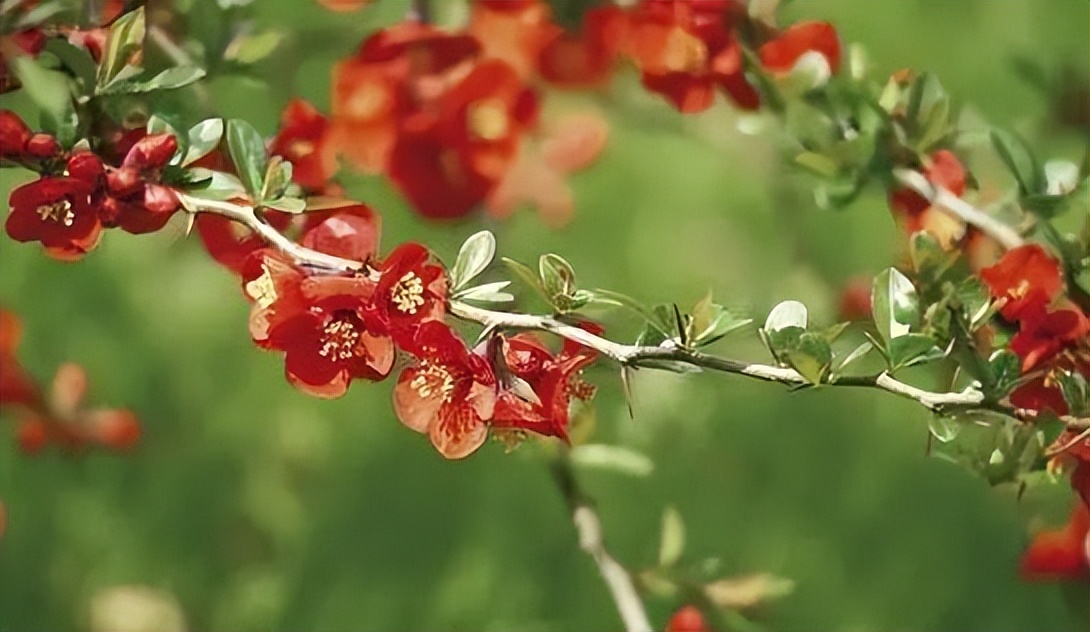 遵节循气|*光春**为礼，花开为信