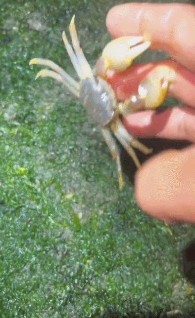 网红女主播吃大白鲨调查后续,网红被爆料吃大白鲨