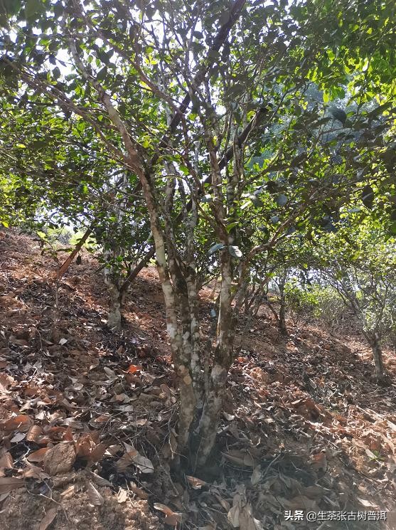 易武茶麻黑寨,易武麻黑古树茶特点