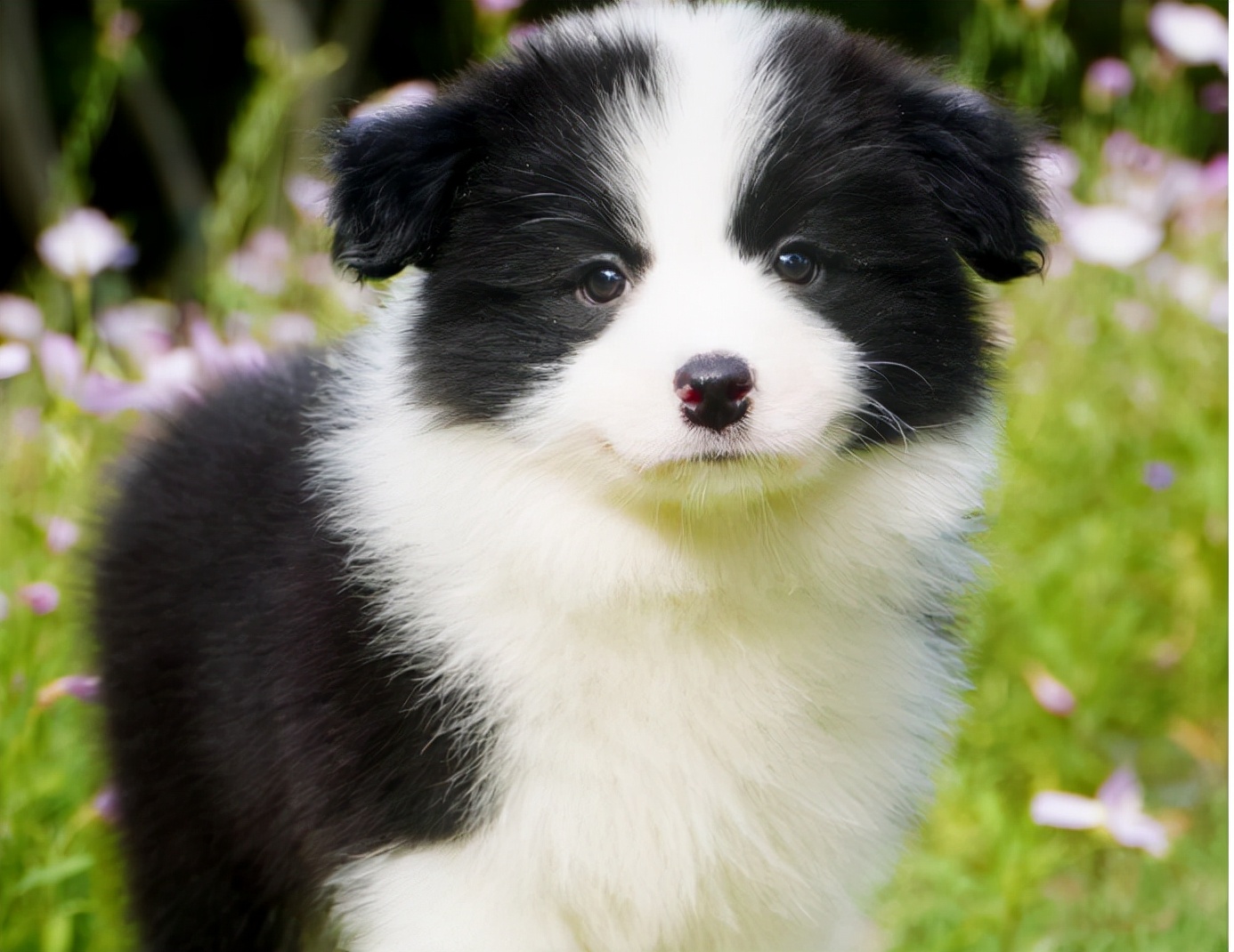 咖色阴阳脸边牧犬就不纯了吗,金边牧犬纯种和不纯长大区别