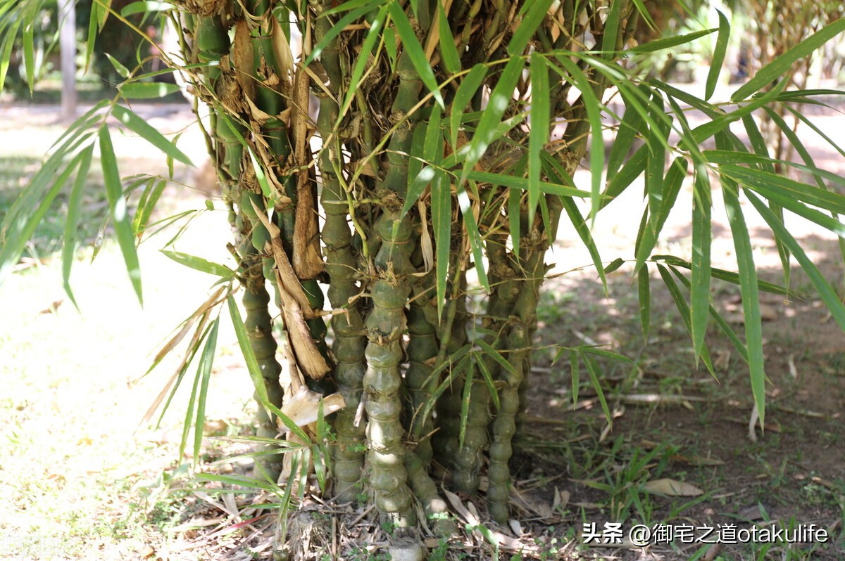 罗汉竹叶发黄怎么回事,庭院罗汉竹叶子发黄怎么办