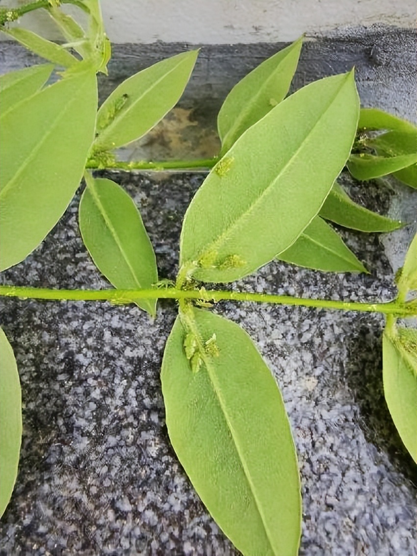 12月份园林绿化养护工作重点,元月份园林养护重点工作