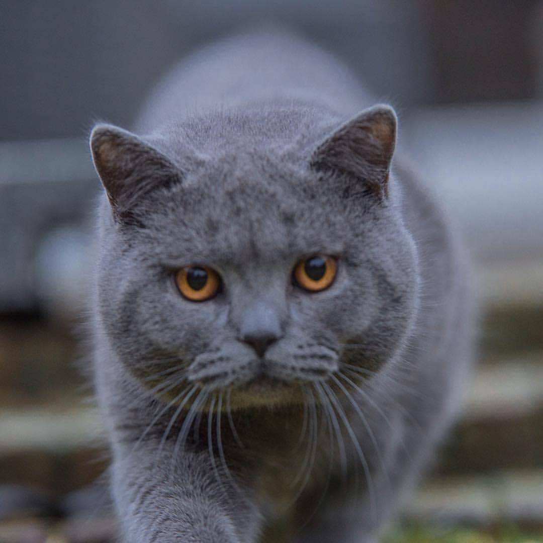 想养猫如何克服对猫的恐惧,养了猫之后越来越讨厌猫
