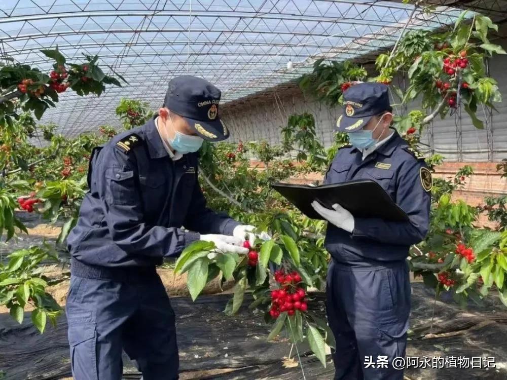 植物检疫的目的和作用,植物检疫的概念是什么