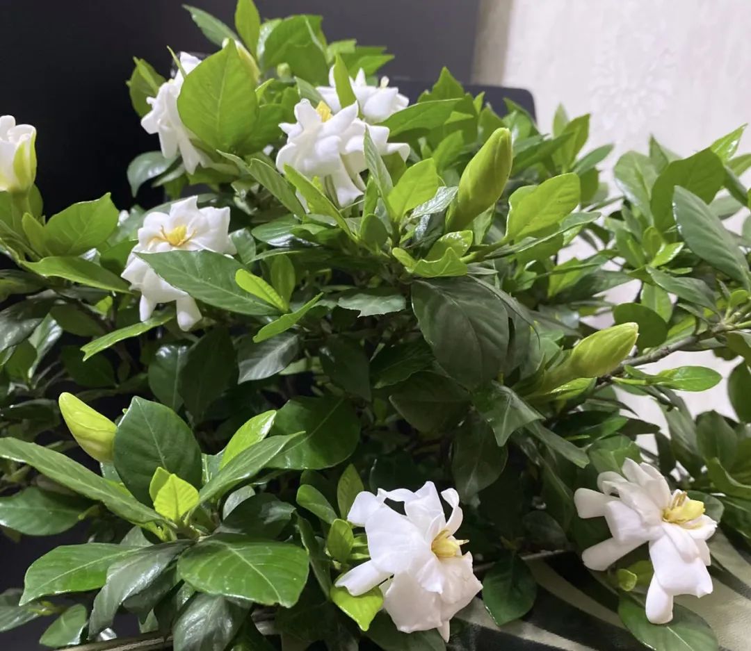 花卉浇水最好用什么水,四种水是万能药