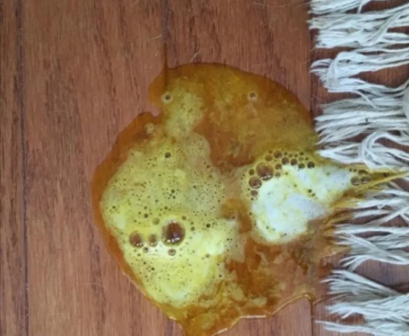 养猫的烦恼家里面好多猫毛怎么办,养猫烦恼