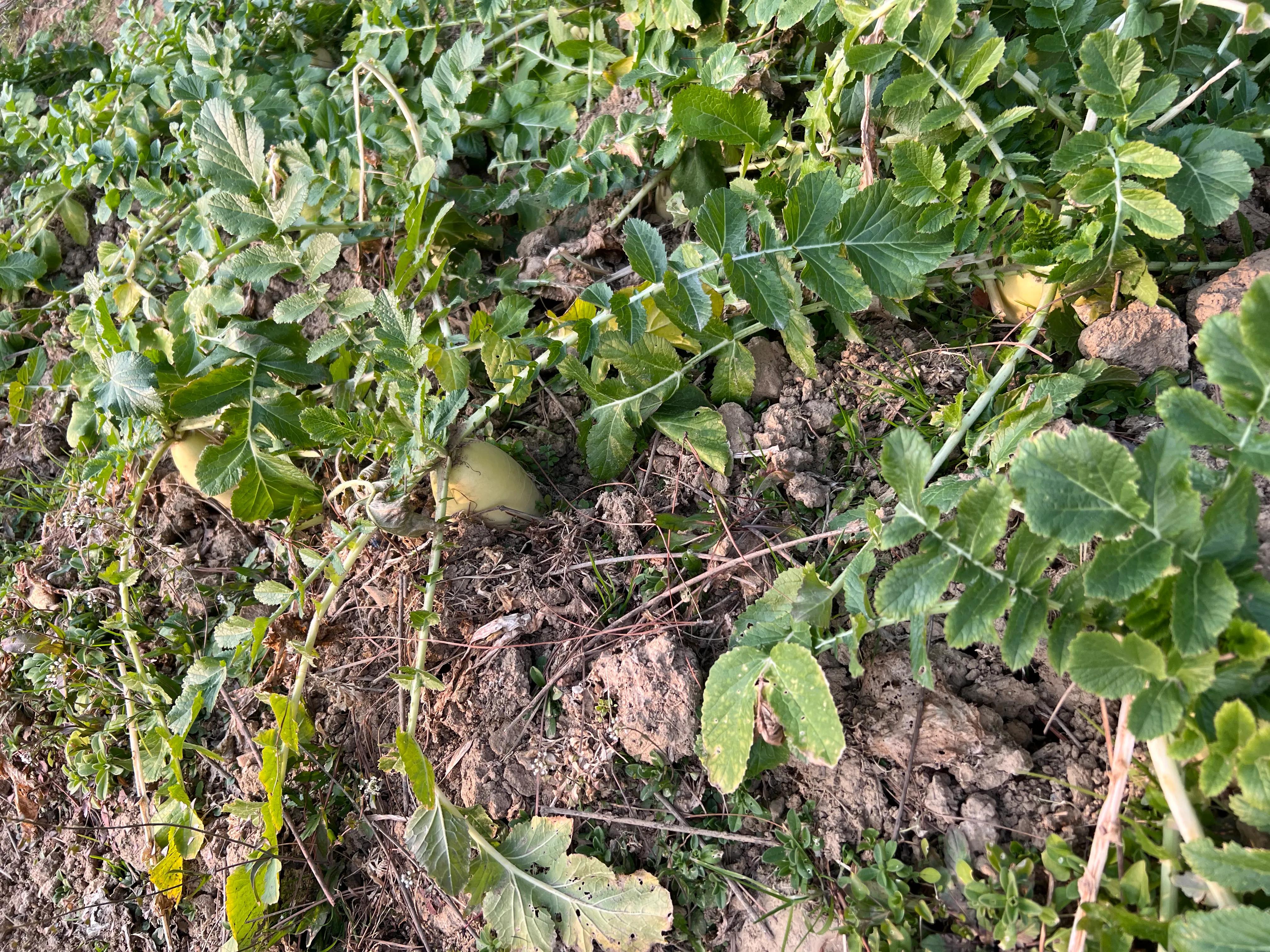 金华出发皖南318川藏线二日游,皖南川藏线318几月份去比较好