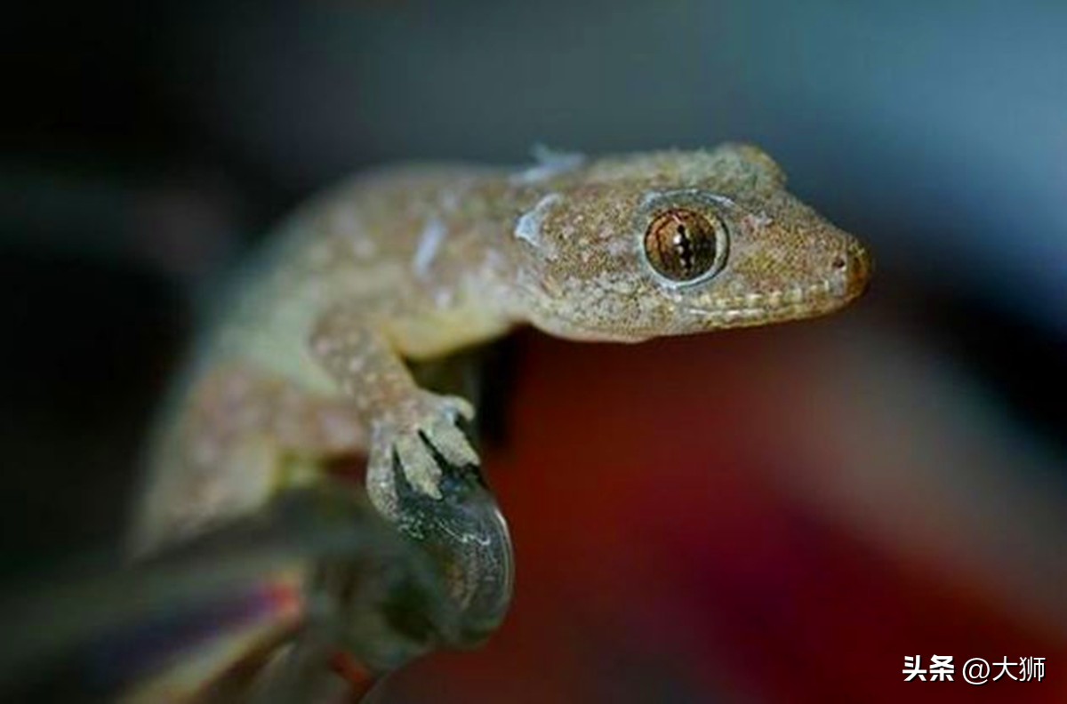 蝎子功的克星,蝎子的克星是什么视频