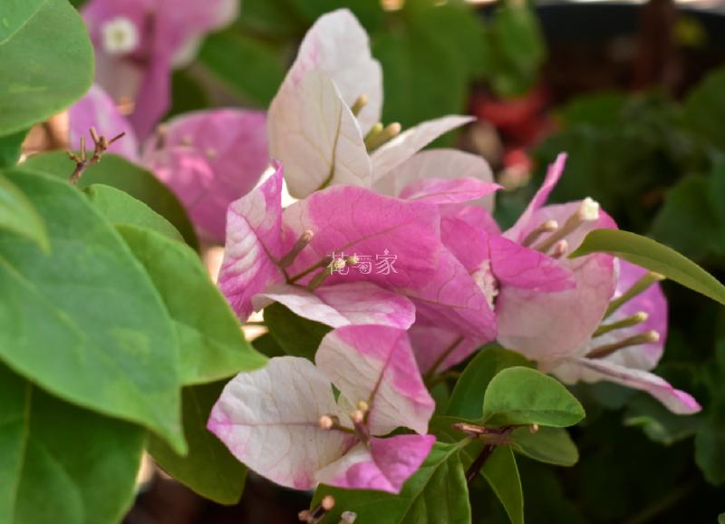 三角梅烂根如何拯救,三角梅换盆引起烂根什么原因