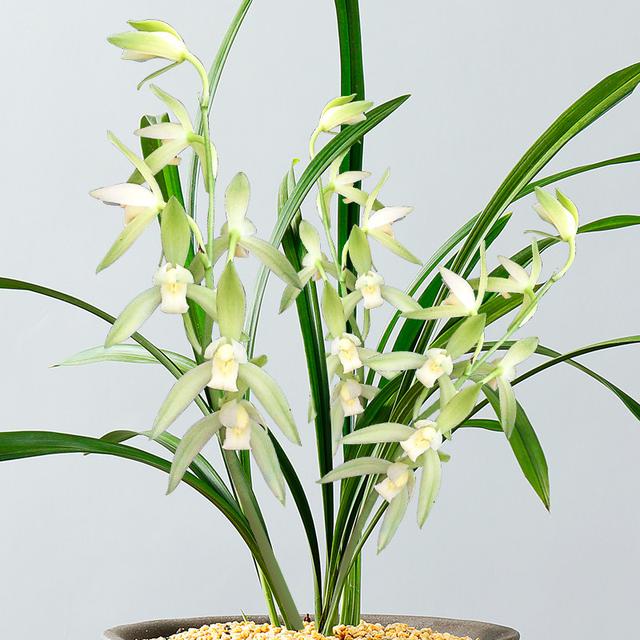 大凤素兰花可以存活几年,大凤素和青山玉泉哪个兰花好