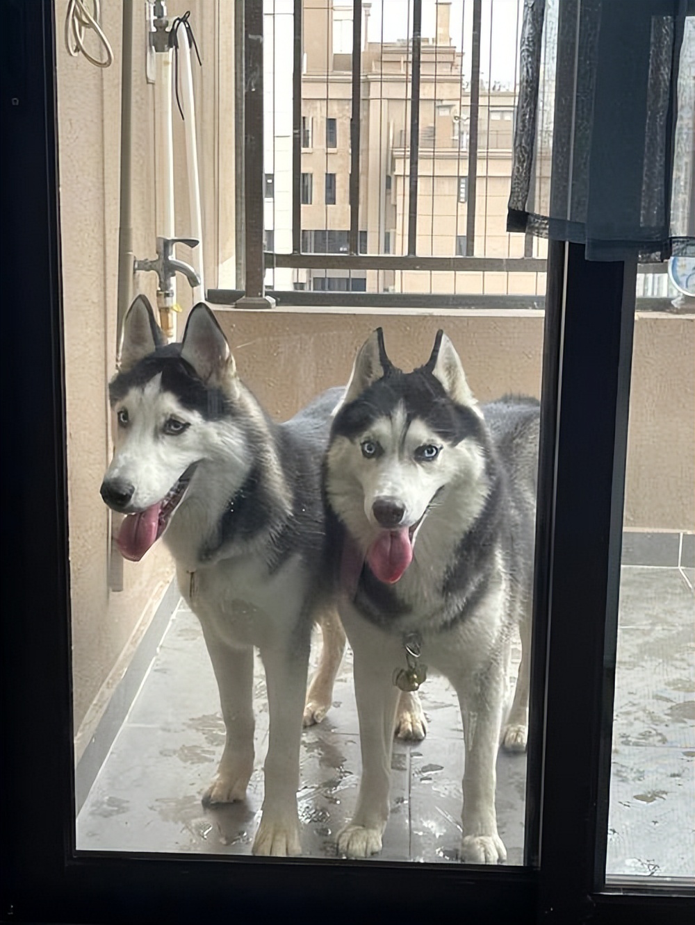 别管养什么狗，这些“忌讳”不要犯，不然它会翻脸！