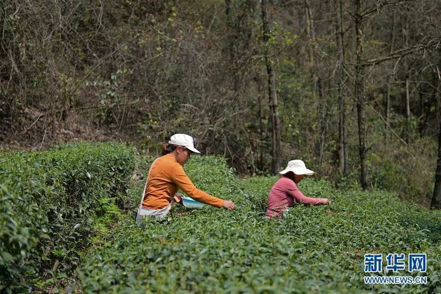 黑茶之乡在哪里,安化的黑茶文化